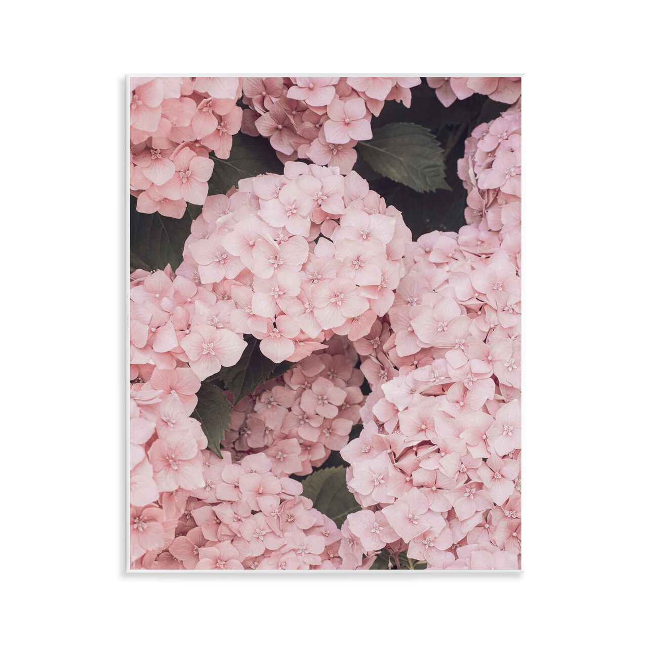 Stupell Industries Pink Hydrangea Blossoms Wall Plaque Art Design by Sisi and Seb